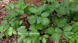 Légumes perpétuels