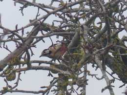 oiseaux de vos jardins