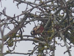 oiseaux de vos jardins