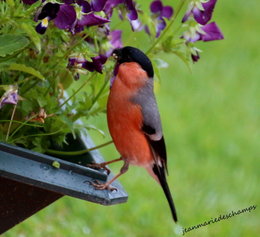 oiseaux de vos jardins