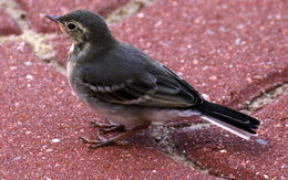 oiseaux de vos jardins