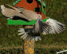 oiseaux de vos jardins