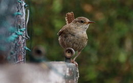 oiseaux de vos jardins