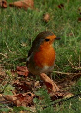 oiseaux de vos jardins