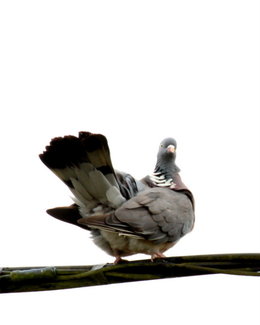 oiseaux de vos jardins