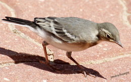 oiseaux de vos jardins