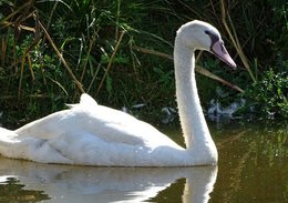 Construire une Mangeoire pour oiseaux en bois - Idée