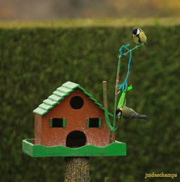 Avez-vous des mésanges dans le jardin ?