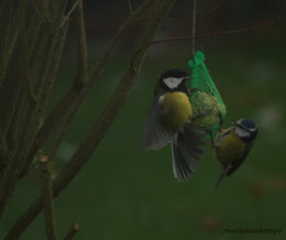 oiseaux de vos jardins