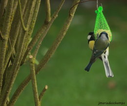 oiseaux de vos jardins