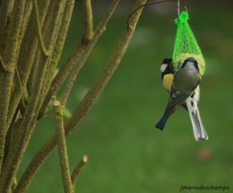 oiseaux de vos jardins