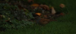 oiseaux de vos jardins