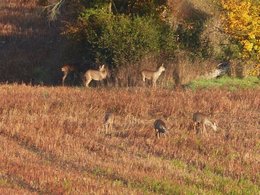 Autres animaux!