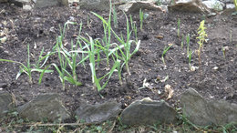 Décembre : que faire au potager ?