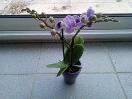 mini phalaenopsis