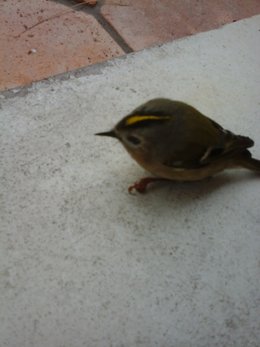 oiseaux de vos jardins