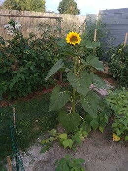 quand et comment semer un tournesol