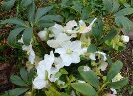 Hellebore niger - Helleborus - Rose de Noël