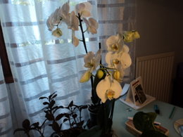 phalaenopsis