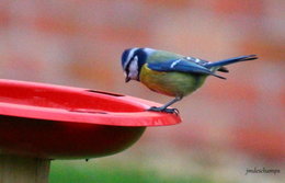 Les hôtes de notre Jardin