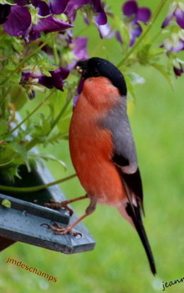 Les hôtes de notre Jardin