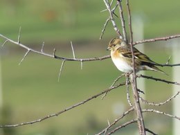 Les hôtes de notre Jardin