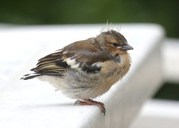 Les hôtes de notre Jardin