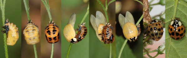 Coccinelle asiatique et coccinelle à sept points, quelle différences ? - La  Salamandre