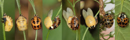 Différences entre les coccinelles asiatiques et  européennes