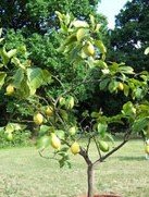 Citronnier perte totale de feuille