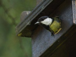 Pourquoi ma cabane a oiseau reste vide ?