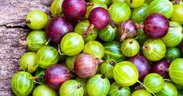 Connaissez-vous des petits fruits qui s'appelent maquereaux ?