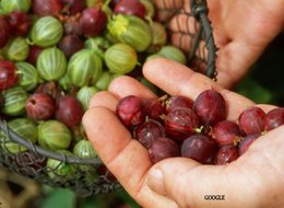 Connaissez-vous des petits fruits qui s'appelent maquereaux ?