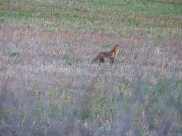 Au  petit coucou amical