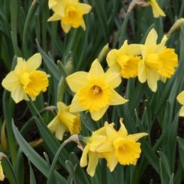 Quelles variétés de jonquilles ou narcisses avez-vous dans votre jardin