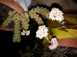 Plantes grasses au nom inconnu