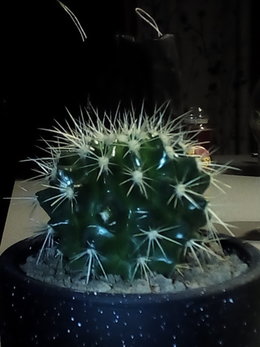Echinocactus - Coussins de belle-mère - Cactus oursin
