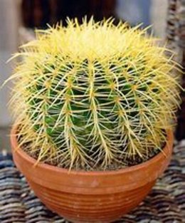 Echinocactus - Coussins de belle-mère - Cactus oursin