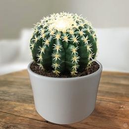 Echinocactus - Coussins de belle-mère - Cactus oursin