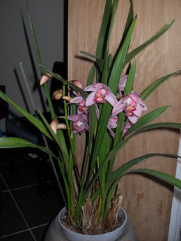 Cultivez-vous des orchidées ?