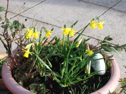 Quelles variétés de jonquilles ou narcisses avez-vous dans votre jardin