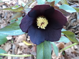 Hellebores