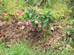 Hellebores