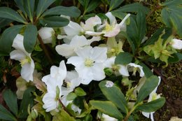 Hellebores