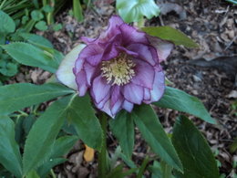 Hellebores