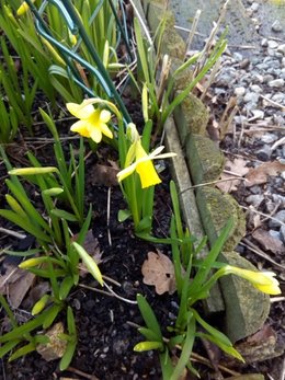 Quelles variétés de jonquilles ou narcisses avez-vous dans votre jardin