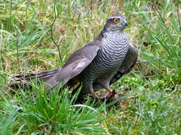 Avez-vous des mésanges dans le jardin ?