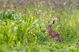 Animaux de la nature