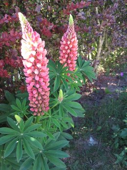 SEMIS DE LUPINS VIVACES.... AU SECOURS !