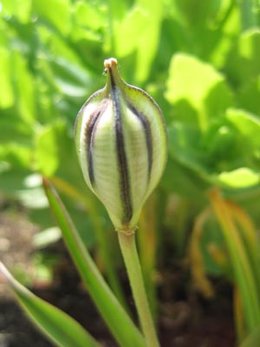 Semis de tulipes botaniques